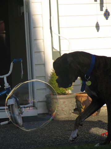bubble_1