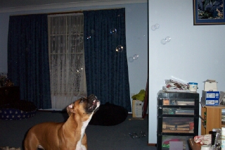 bubbles