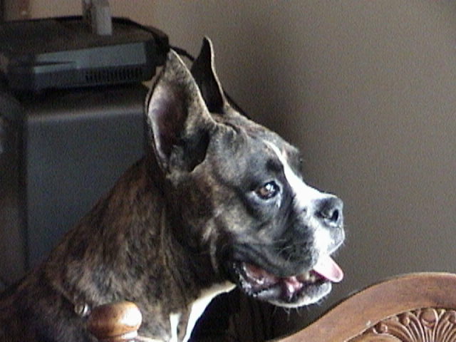 Buck 8 1/2 months
