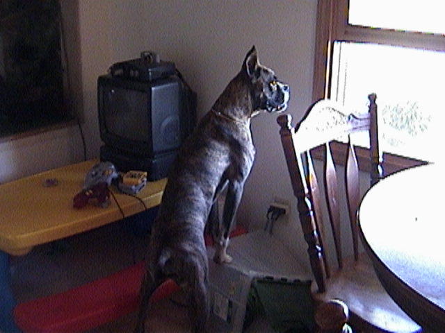 Buck on his toy box