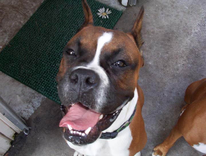buck