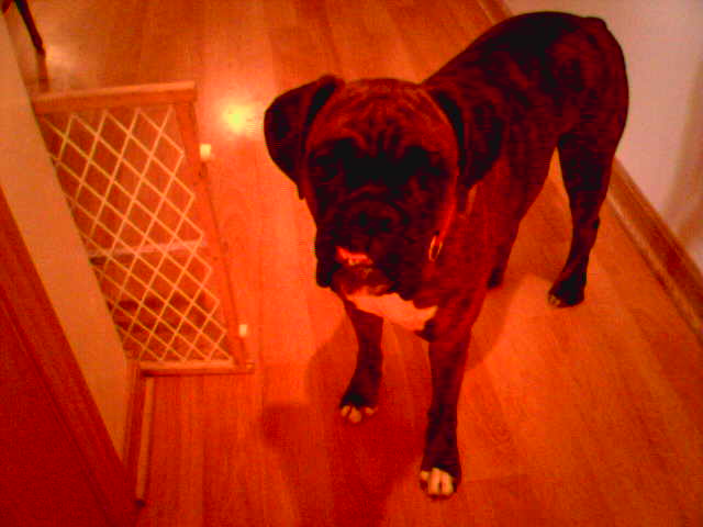 Buckeye ready to go outside!