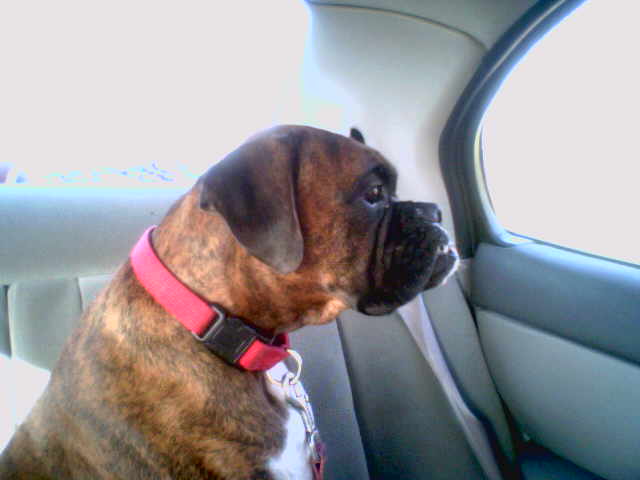 Buckeye riding in style