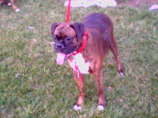 Buckeye