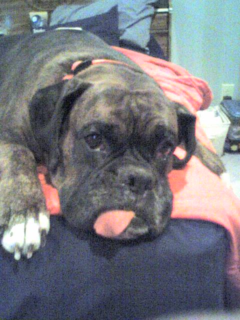 buckeye3