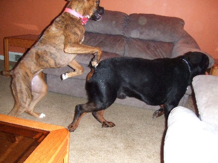 Bucking Bronco