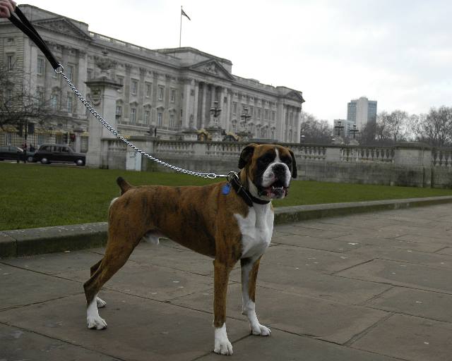 Buckingham Palace