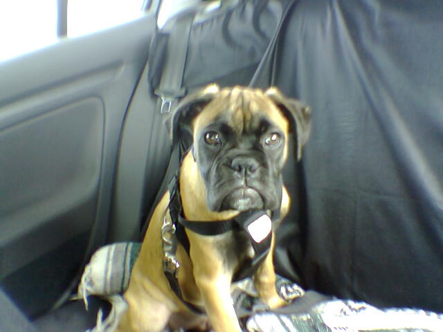 Buckled up