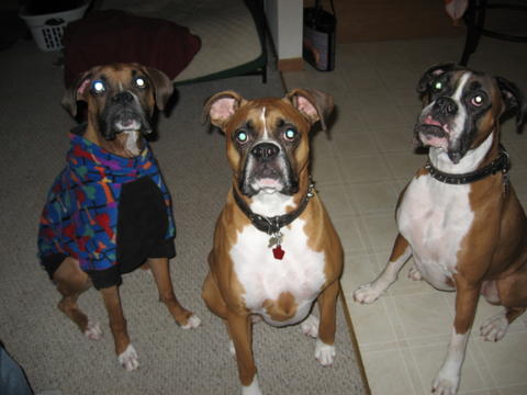 Bud, Indy and foster girl Sadie