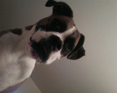 Bud looking down
