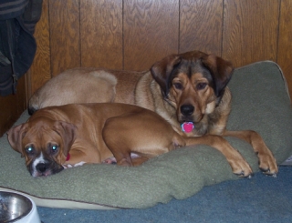 Buddies napping together