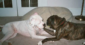 Buddies