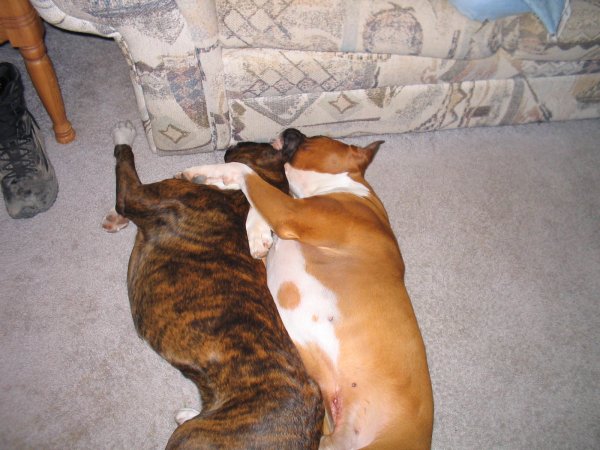 Buddies