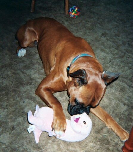 Buddies