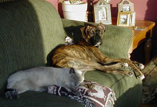 Buddies