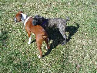 buddies