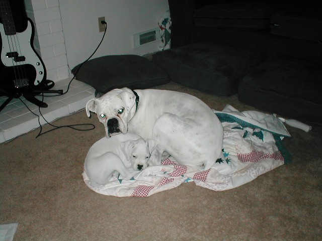 Buddies