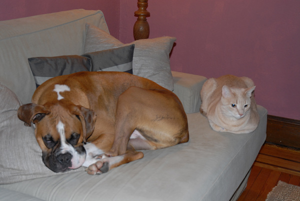 Buddies