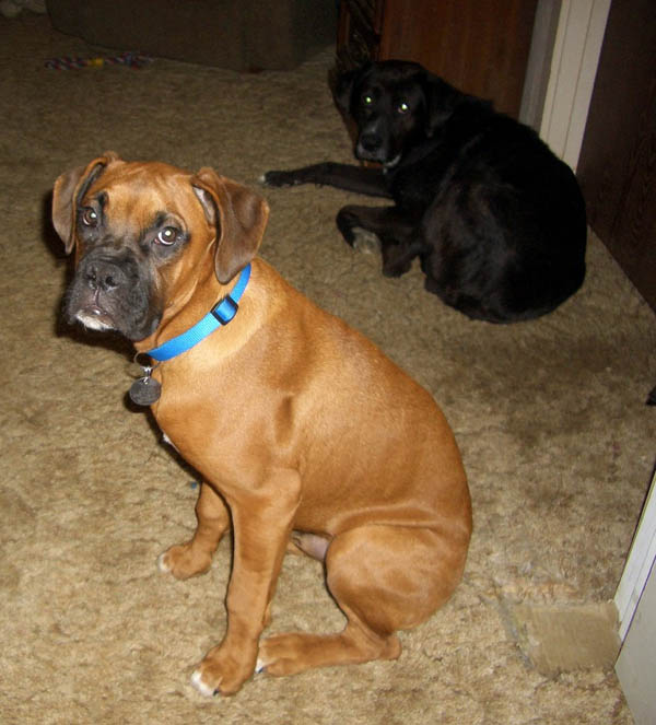 Buddies