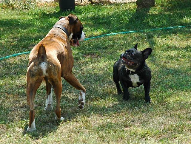 Buddies