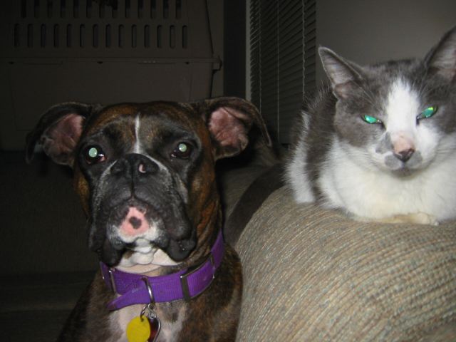 Buddies