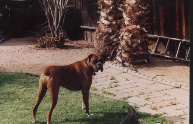 Buddy 0505