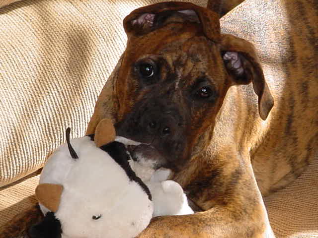 Buddy 1-26