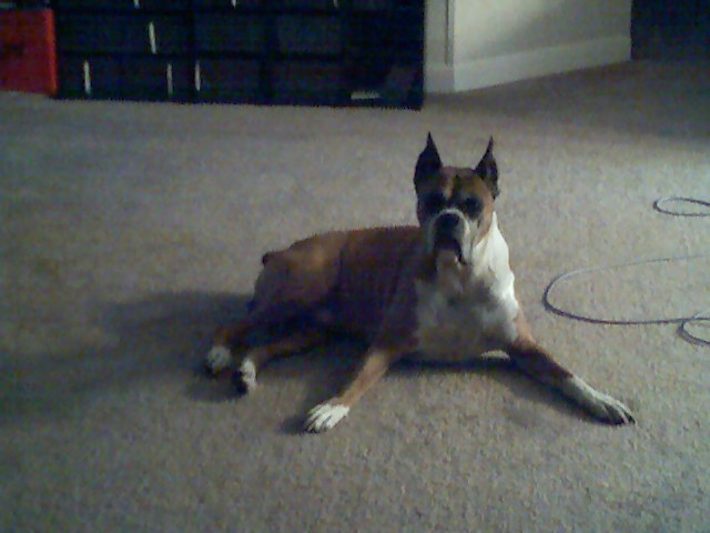 Buddy 4