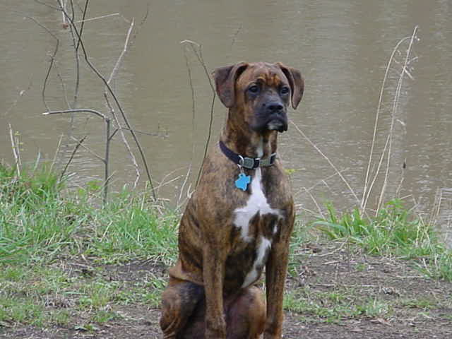 Buddy-7mo