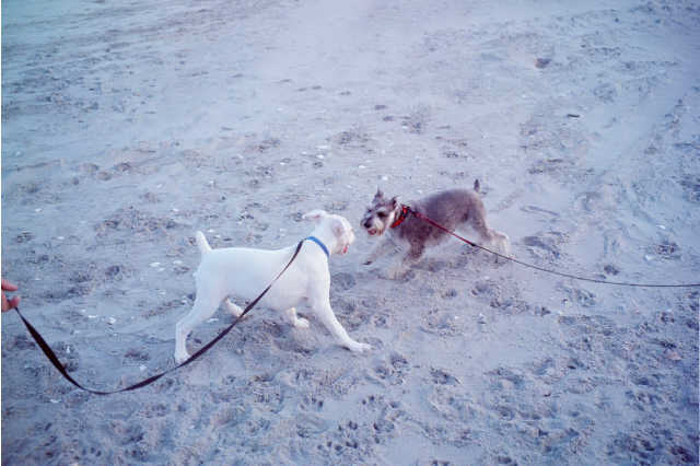 Buddy and beach friend