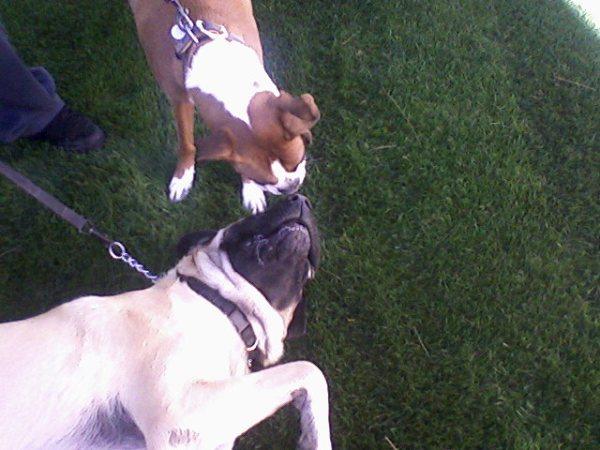 buddy and harley