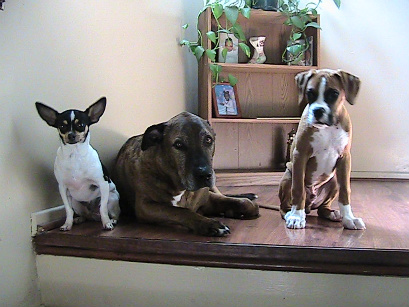 Buddy and his brothers