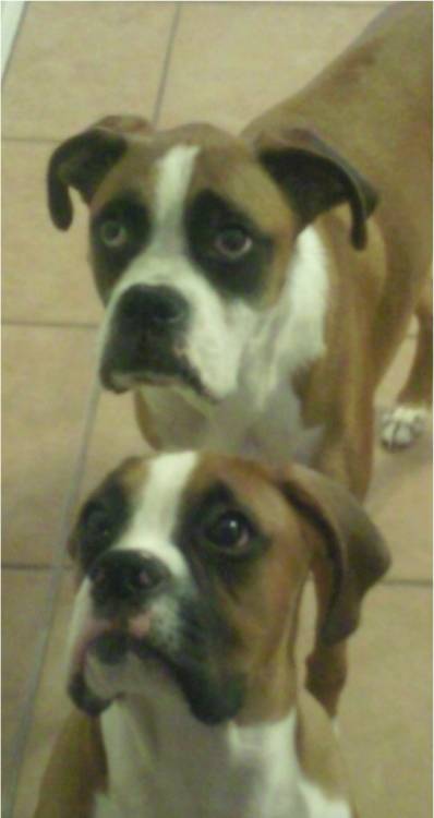 Buddy and Tank