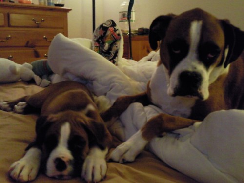 Buddy and Tank