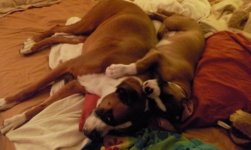 Buddy and Tank