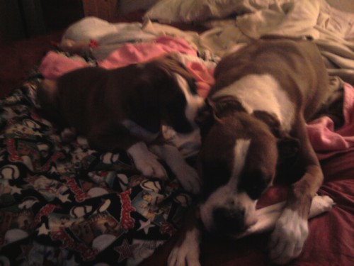 Buddy and Tank