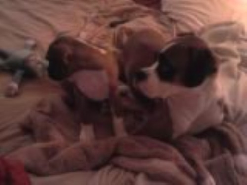 Buddy and Tank