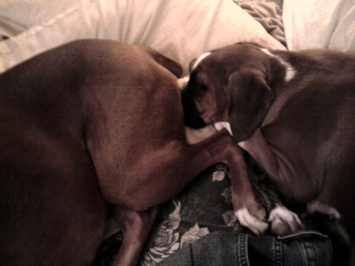Buddy and Tank