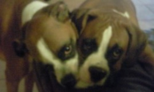 Buddy and Tank
