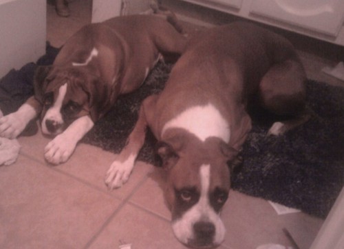 Buddy and Tank
