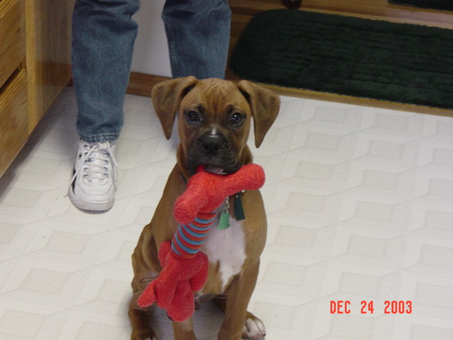 Buddy and Toy