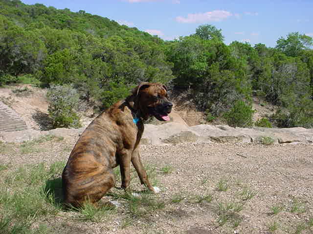 Buddy at the park