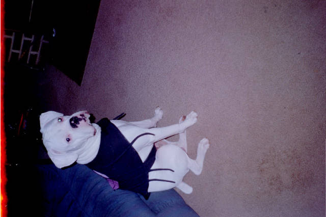 Buddy & his Halloween costume