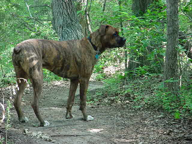 Buddy on trail