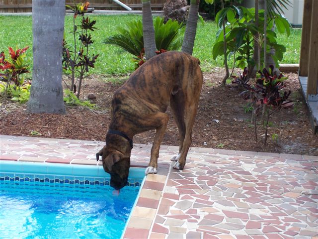 Buddy on vacation