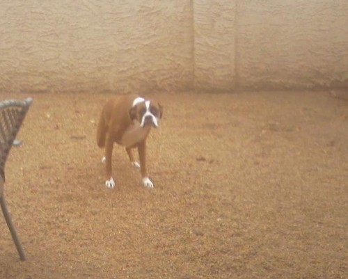 Buddy peeing in the rain