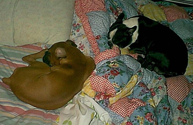 buddy & pugsy