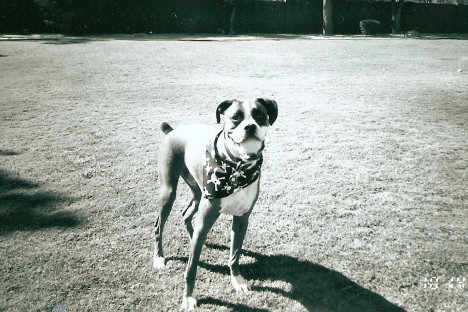 Buddy ready to play