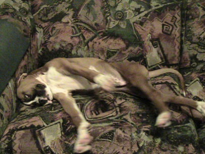 Buddy refusing to wake up