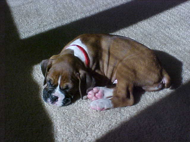 Buddy sleeping in the sun